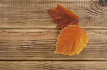 Naklejka na ściany i meble autumn leaves on a wooden background