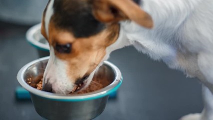 Cute dog eating food from bowl