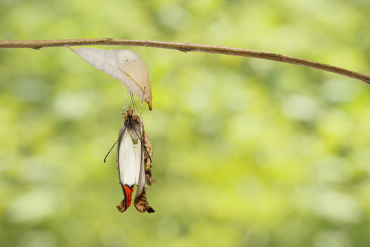 Emerged great orange tip butterfly ( Anthocharis cardamines ) from pupa hanging on twig