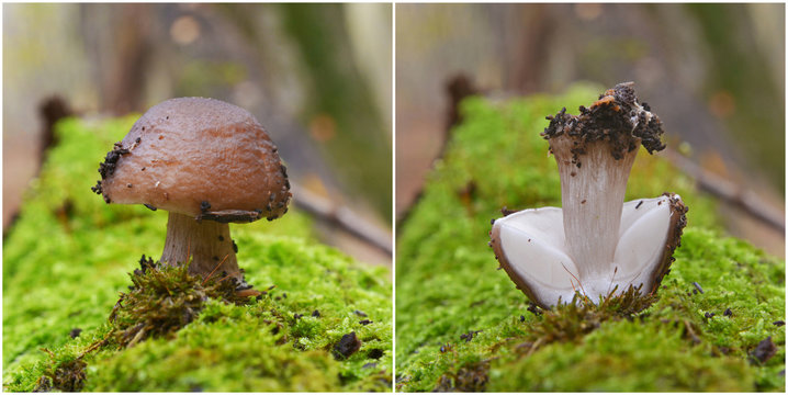 pluteus cervinus mushroom