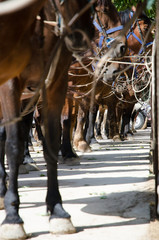 Hocks, hooves and bridles. Bottom view.