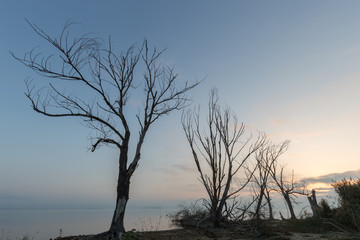 Fototapeta na wymiar Skeletal trees on a lake shore ,with an almost empty blue sky and warm golden hour colors
