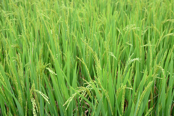 Close up green rice.