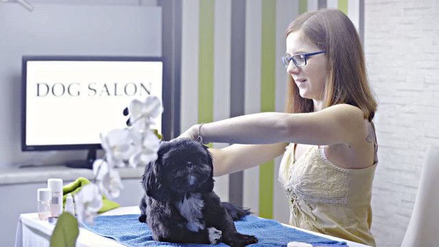 Cute black puppy receiving massage therapy at dog salon 4K