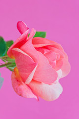 Macro pink rose flower