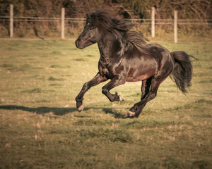 Islandpferd Hengst