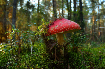 Grzyb- muchomor czerwony