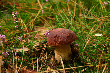 Grzyb - borowik szlachetny