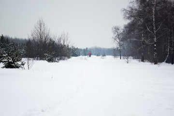 Morning in the winter. Trees under the snow.