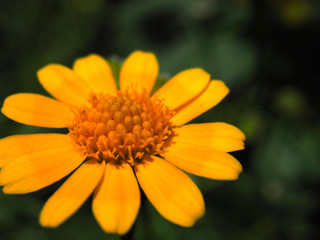 Macro close up blurred perspective of bright yellow Bay Biscayne Creeping Oxeye or Singapore Daisy...
