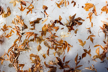 Yellow autumn leaves on the ice
