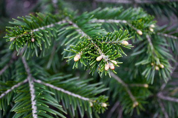 The pine green boughs in the forest