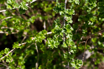 Fresh leaves of gooseberries in spring garden