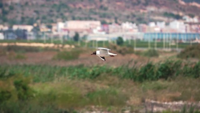River tern (Sterna hirundo) flying against the city, super slow motion
