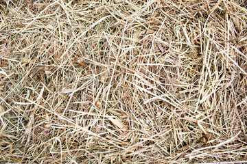 Dry grass, hay as background