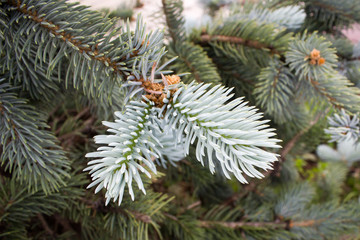 Branches of a blue spruce in the Park