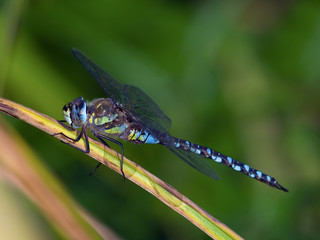 Migrant Hawker (Aeshne mixte) Dragonfly