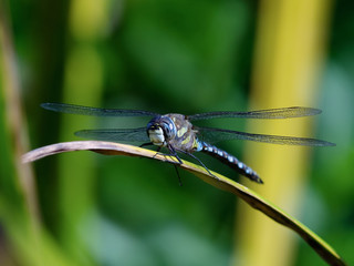 Migrant Hawker (Aeshne mixte) Dragonfly