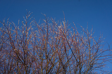 Red branches of willow on a background of blue sky.