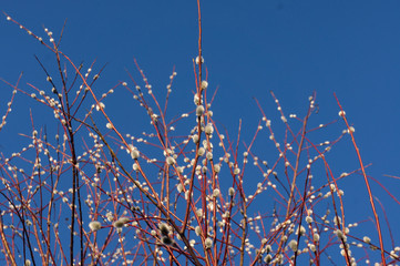 Red branches of willow on a background of blue sky.