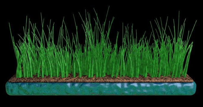 Grass growing, swaying in hydroponic medium. Phytotechnology concept. 3d animation