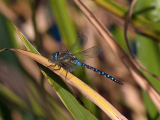 Migrant Hawker (Aeshne mixte) Dragonfly