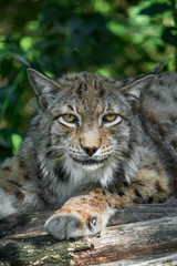 Eurasian lynx resting in the shade
