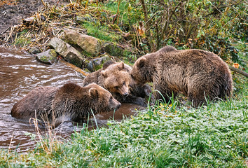 Fototapeta na wymiar Three bears looks like discussing anything in the forest near a pond, Germany.