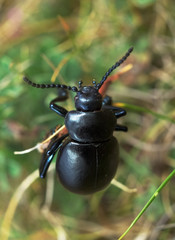 Bloody-nosed Beetle ( Timarcha tenebricosa )