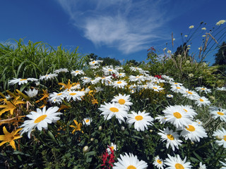 Low angle view of mixed wild flowers against a blue sky