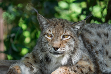 Eurasian lynx resting in the shade