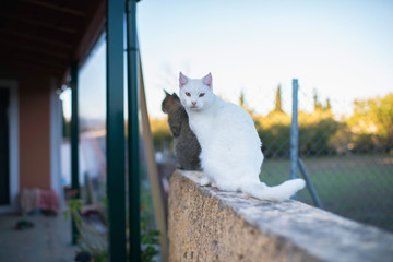White cat looking towards camera on stone fence.