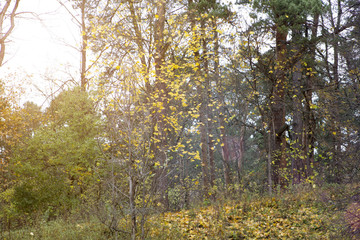 Fototapeta premium autumn forest with colorful leaves