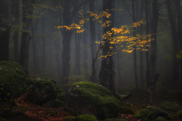 Beautiful autumn scene in park with trees and leaves in enchanted foggy forest with magical atmosphere.