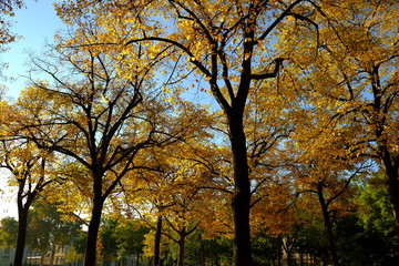 Automne à Paris, France