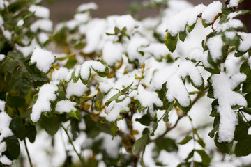 Leaves covered with snow / Green leaves on tree covered with first snow.