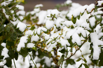 Leaves covered with snow / Green leaves on tree covered with first snow.