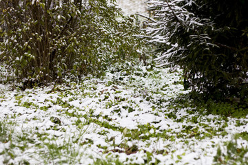 Winter landscape. a fir tree branch, the snow lies on the branches.