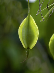 Fruit of the Silverbell or Snowdrop tree (  Halesia monticola )