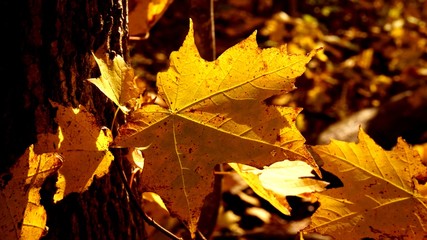 Maple