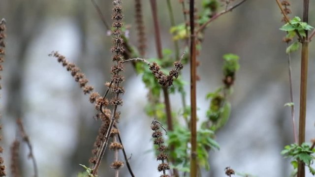 Dry baskets of motherwort fluttered in the wind (Leonurus sibiricus)
