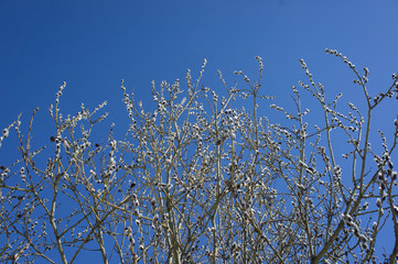 Branch of a willow on a background of blue sky.