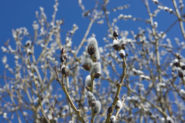 Branch of a willow on a background of blue sky.