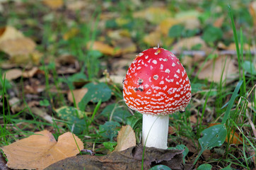 ベ二テングダケ