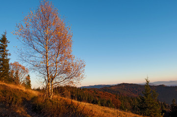 Fototapeta premium One birch tree against hills of a mountain range covered in red, orange and yellow deciduous forest and green pines under blue cloudless sky on warm fall evening in October. Carpathians, Ukraine