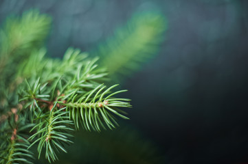 Branch of a Christmas tree on a dark background. A branch of a Christmas tree and a ready-made dish in the background.