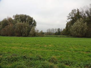 Weideland am Niederrhein bei St. Hubert (Deutschland)