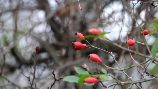 Branches of dog-rose fluttered in the wind (Rosa canina)