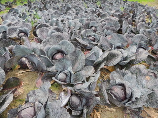 Rotkohl auf dem Feld 