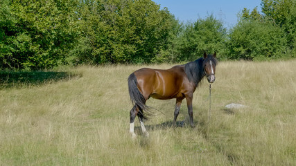 Obraz premium Horse in the field